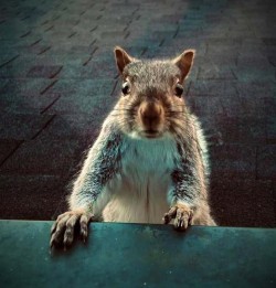 Squirrel Photo: Carol Leonard