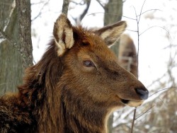 Elk Photo: Charlie Schwarz