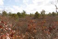 Encroaching pine Photo: Joel R. Carlson