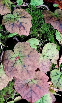 6_foamflower_leaves.jpg
