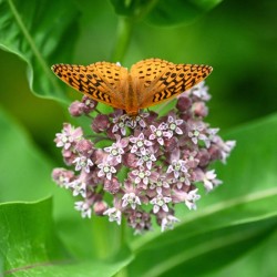 Fritillary on milkweed Photo: Sandy Dannis