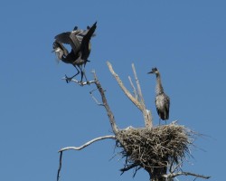 Great blue heron Photo: Ron Logan