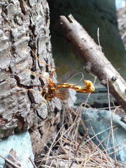 Wasp Photo: Kelly Stettner