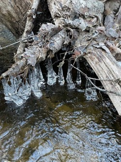 Silver bells Photo: Brenda Cartwright