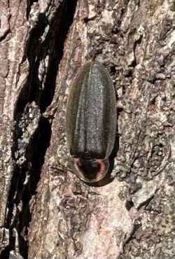 Firefly Photo: Sissy Ffolliott