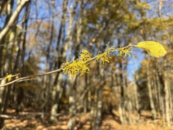 Witch hazel Photo: Bill Charlton