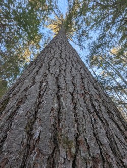 7-clough-looking-up.jpg Photo: Debra Clough