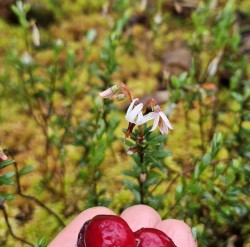 Cranberries Photo: Tammis Coffin