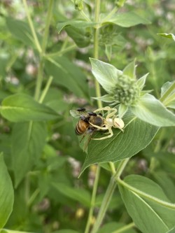 Crab spider Photo: Nancy Farwell