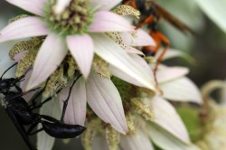 Bee balm pollinators Photo: Ann Little
