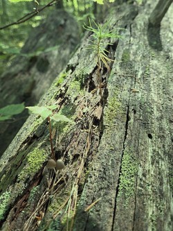 Deadfall sprouts Photo: Stephen Fox