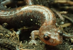 Red back salamander Photo: Conrad Georgian