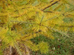 Tamarack Photo: Scotty Gladstone