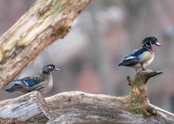 Wood duck Photo: Stephania Johnson