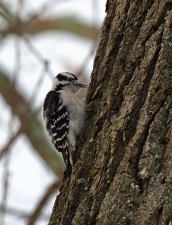 Downy woodpeckers Photo: Ross Lanius