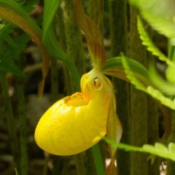 Yellow lady slipper Photo: Ken Hatch