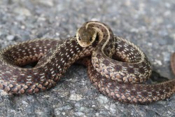 Snake Photo: Prudence Wholey