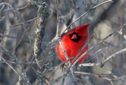 7_2016_feb_18_male_cardinal.jpg
