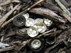 7_birds_nest_fungus.jpg