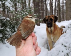 Carolina wren Photo: Tami Gingrich