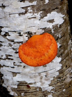 Cinnabar polypore Photo: Frank Kaczmarek