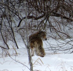 Coyote Photo: Ben Haubrich