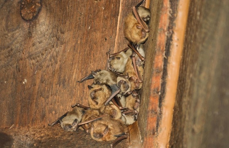 Eastern pipistrelle