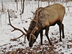 Elk Photo: Charlie Schwarz