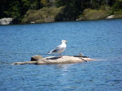 Gull Photo: Don Wharton