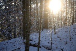 Forest sunset Photo: Anonymous