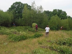 Cutting saplings Photo: Greater Worcester Land Trust