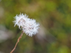 Pussytoes Photo: Ross Lanius