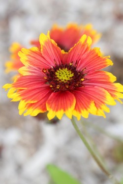 Red blossoms Photo: Jack Saul