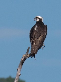 Osprey Photo: Charlie Schwarz