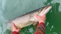 Tiger Musky Photo: Margie Manthey
