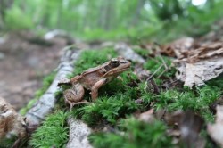 Wood frog Photo: Tristan Phillips