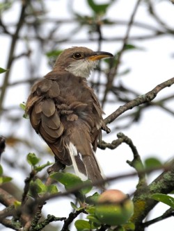 Cuckoo Photo: Charlie Schwarz