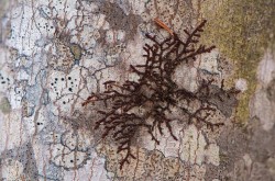 Lichen Photo: Bruce Burk