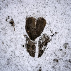 8-dannis-natures-valentine.jpg Photo: Sandy Dannis