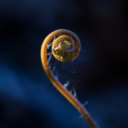 Maidenhair fern Photo: Sandy Miklas Dannis