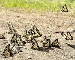 Puddling swallowtails Photo: Bekky Honkala