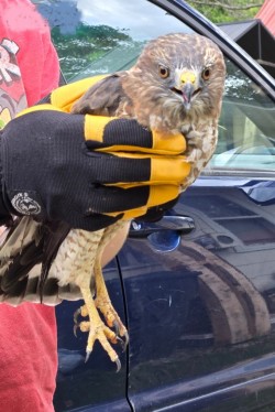 Hawk rescue Photo: Kelly Stettner