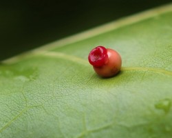 Cynipid wasp gall Photo: Christine Young