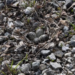 Killdeer Eggs Photo: AM Dannis