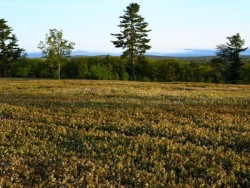 Blueberry Field Photo: Tony Marple
