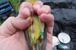 Baby bird Photo: Allan Strong