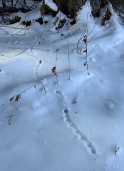 Rodent tracks Photo: Dawn Brooks