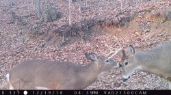 8_dec_19_deer.jpg