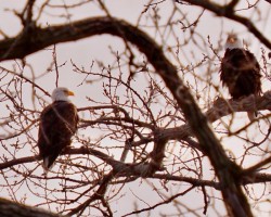 Eagles Photo: Ross Lanius