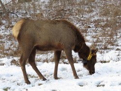 Elk Photo: Charlie Schwarz